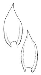 Hedwigidium integrifolium, leaves. Drawn from J.T. Linzey 424, CHR 542750.
 Image: R.C. Wagstaff © Landcare Research 2014 